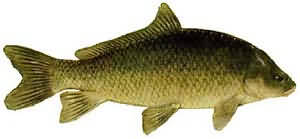 水牛鱼(buffalo fish) 