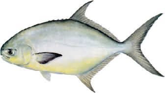 鲳参鱼（ pirapitinga-freshwater pompano )