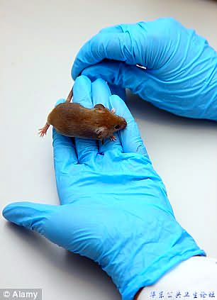 Mice fed sugar developed cancer more 